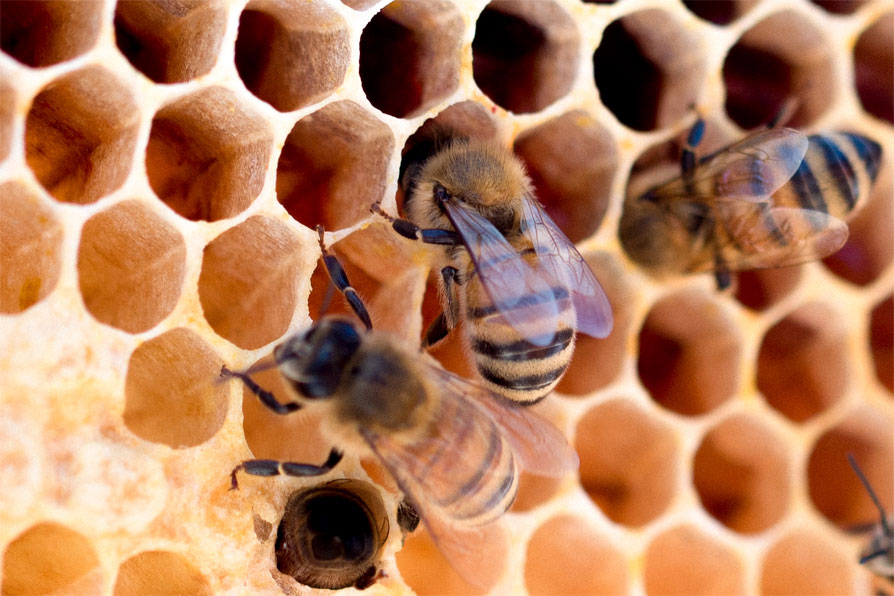 ミツバチの巣作り
